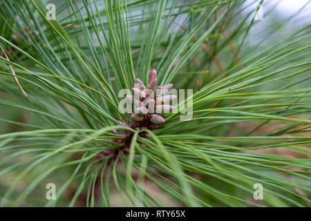 Cluster der Jungen pollen Kegel unter den Nadeln einer Loblolly Pine Tree kurz vor Frühling an Yates Mühle County Park in Raleigh, North Carolina. Stockfoto