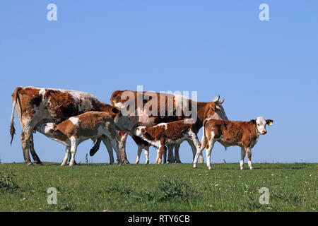 Junge Kälber saugen Milch von Kühen Stockfoto