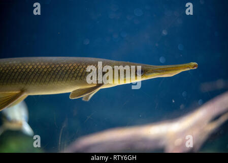 Longnose gar (Lepisosteus osseus) kann im Süßwasser in Amerika gefunden werden Stockfoto