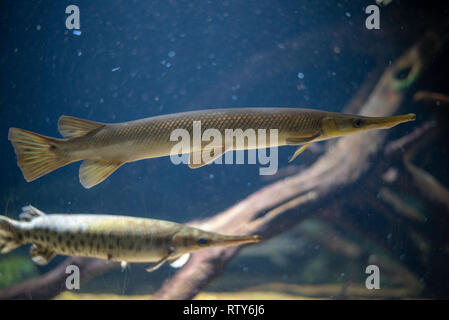 Longnose gar (Lepisosteus osseus) kann im Süßwasser in Amerika gefunden werden Stockfoto