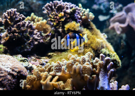 Yellowtail Clownfisch (Amphiprion Clarkii) Die kultigsten Fische im Korallenriff Stockfoto
