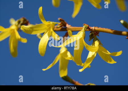 Close-up Gelb forsythia Blumen gegen den blauen Himmel Stockfoto