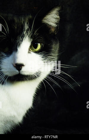 Schwarze und weiße Katze mit Feline immunodeficiency Stockfoto