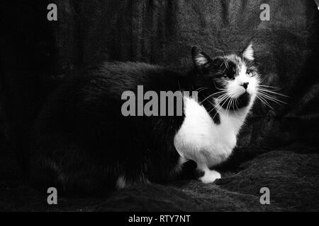 Schwarze und weiße Katze mit Feline immunodeficiency Stockfoto