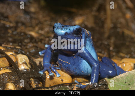 Blue Poison Frog - Dendrobates Tinctorius Azureus seltene Arten aus Surinam Stockfoto