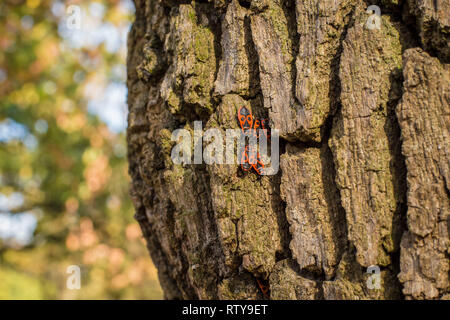 Brandwanzen / Pyrrhocoris apterus auf der Rinde des Baumes Stockfoto