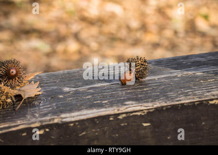 Single acorn Der Turky Eiche, lateinischer Name Quercus cerris auf der Holzbank in Kosutnjak Wald, Belgrad, Serbien Stockfoto
