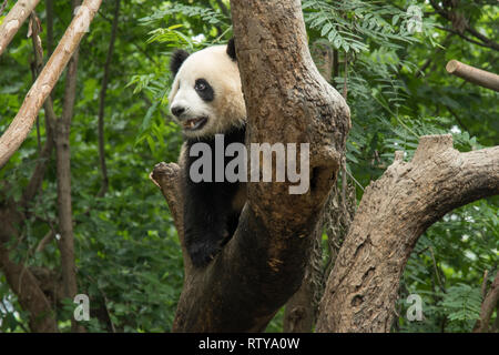 Panda sitzt im Wald und ernährt sich von Bambus Stockfoto