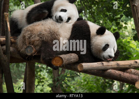 Panda sitzt im Wald und ernährt sich von Bambus Stockfoto