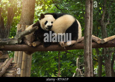 Panda sitzt im Wald und ernährt sich von Bambus Stockfoto