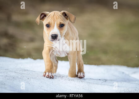 American Pit Bull Terrier Welpen Stockfoto