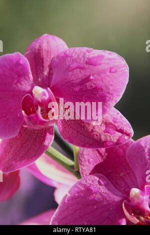 Nahaufnahme auf Violett Orchidee Blumen mit Tropfen Wasser, selektiver Fokus Stockfoto