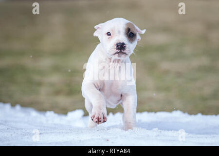 American Pit Bull Terrier Welpen Stockfoto