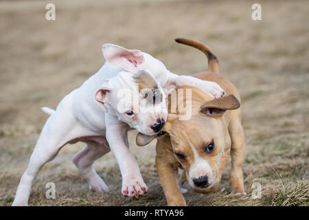 Bulldog-Welpen spielen Stockfoto