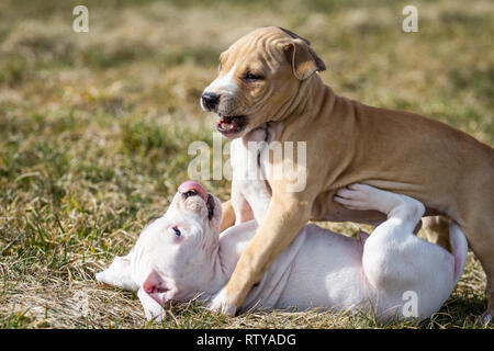 Bulldog-Welpen spielen Stockfoto