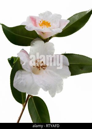 Weiße Blüten der immergrünen Strauch, Camellia cuspidata x saluenensis 'Cornish Snow', vor einem weißen Hintergrund Stockfoto