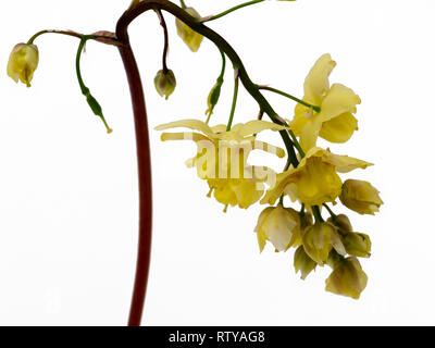 Blume Leiter der immergrüne Staude barrenwort, Epimedium x Versicolor ulphureum' auf weißem Hintergrund Stockfoto