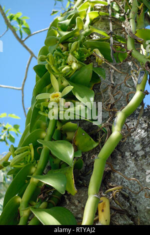 Eine Vanille Orchidee Weinpflanze, wo wilde Vanille Aroma kommt aus Stockfoto