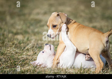 Bulldog-Welpen spielen Stockfoto