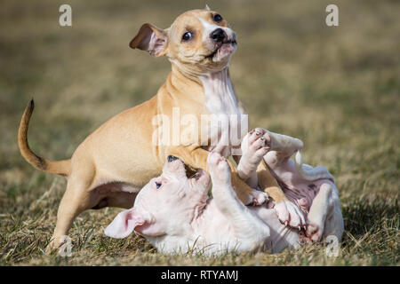 Bulldog-Welpen spielen Stockfoto