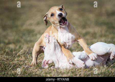 Bulldog-Welpen spielen Stockfoto