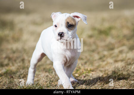 American Pit Bull Terrier Welpen Stockfoto