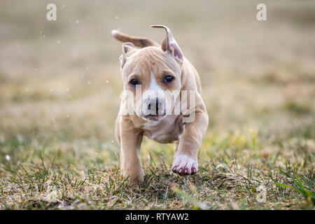 American Pit Bull Terrier Welpen Stockfoto