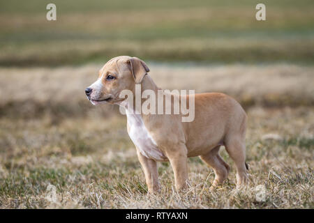 Bulldog-Welpen Stockfoto