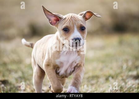 American Pit Bull Terrier Welpen Stockfoto