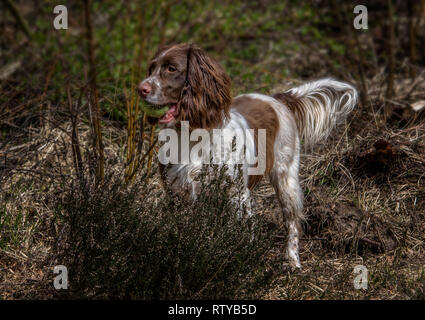 Spaniel spielen im Wald mit einer Kugel Stockfoto