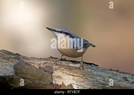 Kleiber (Sitta europaea) Stockfoto