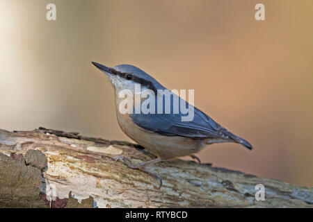 Kleiber (Sitta europaea) Stockfoto