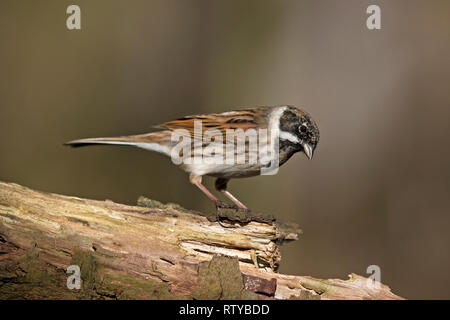 Reed Bunting (Emberiza Schoeniclus) Stockfoto