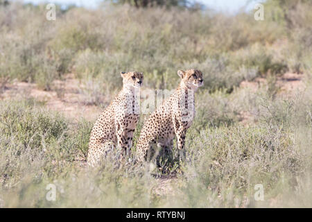 Cheetah, Acinonyx jubatus, Kgalagadi Transfrontier Park, Northern Cape, Südafrika. Zwei junge Brüder zusammen sitzen, Alert, Jagd, natürliche hab. Stockfoto