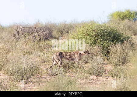 Cheetah, Acinonyx jubatus, Kgalagadi Transfrontier Park, Northern Cape, Südafrika. Die einzelnen jungen männlichen stalking Opfer in der Nähe von Mata Mata Stockfoto