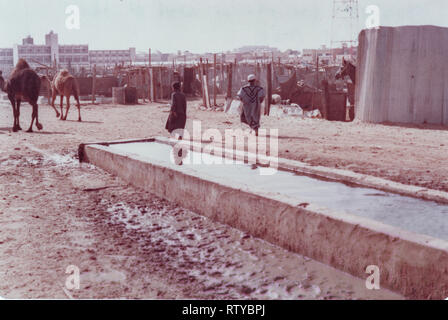 Kinder neigen zu Kamele vor eingesperrt Pferde zum Verkauf an der Hofuf Kamelmarkt in Al-Ahsa/Al-Hasa, Saudi Arabien an einem Wintertag im Jahre 1983. Stockfoto