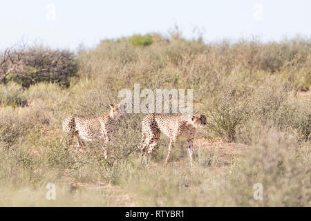 Cheetah, Acinonyx jubatus, Kgalagadi Transfrontier Park, Northern Cape, Südafrika. Zwei junge Brüder Stalking in natürlichen habtat in der Nähe von Mata Mata res Stockfoto