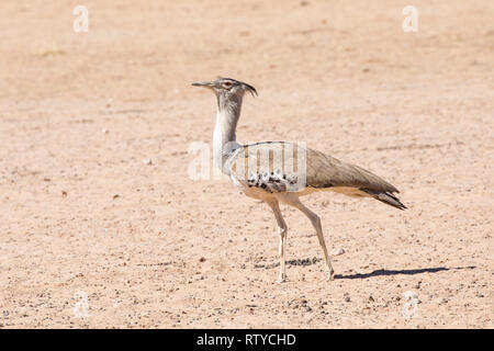 Kori Bustard (Ardeotis Kori), Kgalagadi Transfrontier Park, Northern Cape, Südafrika, schwerste Afrikanischen fliegenden Vogel, Seitenansicht auf Kalahari sand Stockfoto