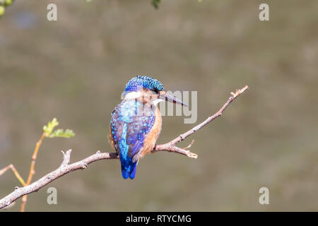 Malachit Kingfisher,(Alcedo cristata) juvenile thront auf Ast am Staudamm. Klein, hell, 14 cm. Leidam, Montagu, Westkappo, Süd A Stockfoto