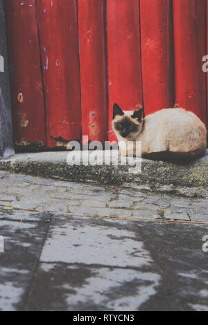 Siamesische Katze lag draußen vor der Tür Stockfoto