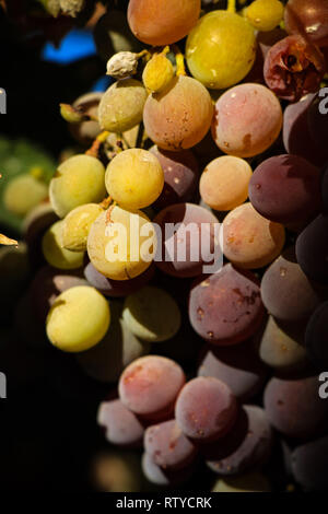 Trauben im Weinberg Stockfoto