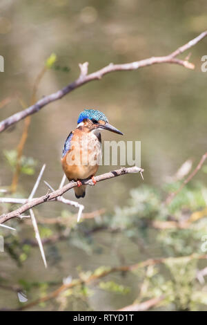 Malachit Kingfisher, (Alcedo cristata) juvenile thront auf Ast am Staudamm. Klein, hell, 14 cm. Leidam, Montagu, Westkappo, Stockfoto