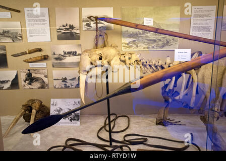 Walross (Odobenus rosmarus) Skelett im Schaufenster über arktische Meer jagen, Polar Museum (Polarmuseet) in Tromsø, Troms County, Norwegen Stockfoto