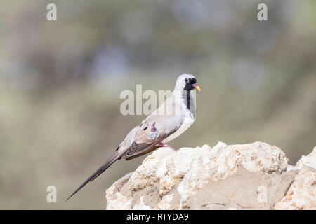 Männliche Namaqua Dove (Oena capensis), die im Frühjahr auf Felsen, Nordkap, Kalahari, Südafrika, thront Stockfoto