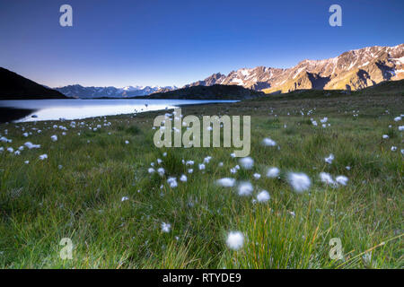 Baumwolle Gras am Ufer des Lago Nero, Gavia Pass, Camonica Tal, Provinz Brescia, Lombardei, Italien Stockfoto