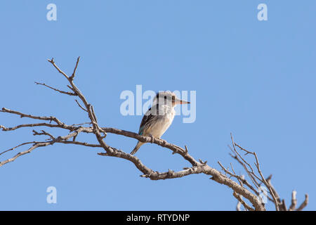 Gestreifter Eisvögel (Halcyon chelicuti) auf einem Zweig, Nordkap, Südafrika Stockfoto