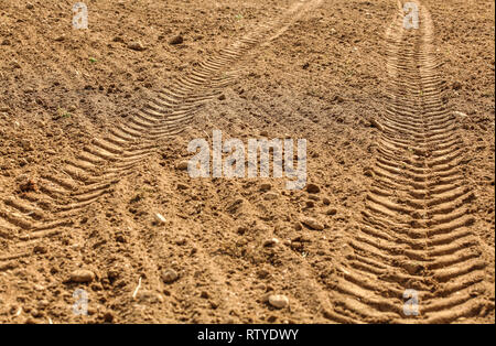 Traktor reifen Drucken im trockenen Bereich, beleuchtet von Sun. Stockfoto
