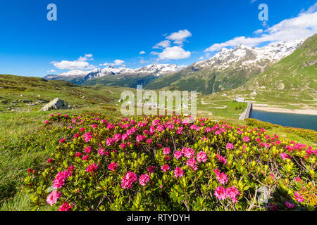 Rhododendren, Montespluga, Chiavenna Tals, Provinz Sondrio, Valtellina, Lombardei, Italien Stockfoto