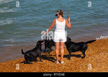 Womnn, auf, Strand, mit, drei, Labradors, Hunde, Stick, Spaziergang, wandern, Wanderer, Stockfoto