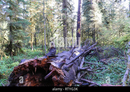 Der Olympische National Park ist eine wilde, weiten Wildnis der Natur. Tief in der alten Hoh Regenwald von riesigen Douglasien und Sitka Fichten. Stockfoto